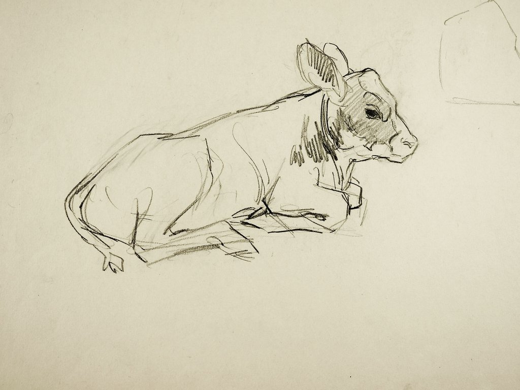 1024x768 pencil study of calf drawing artifax antiques design - Calf Drawing