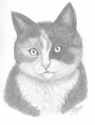 304x400 Calico Cat - Calico Cat Drawing
