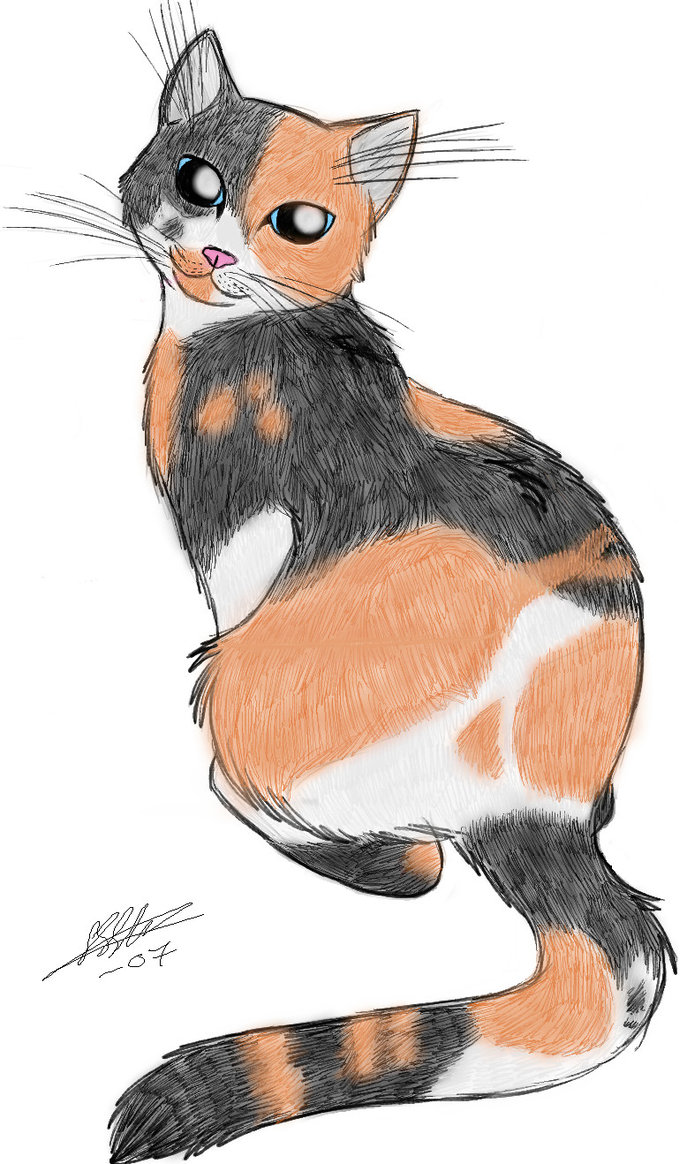 Calico Cat Drawing at Explore collection of Calico