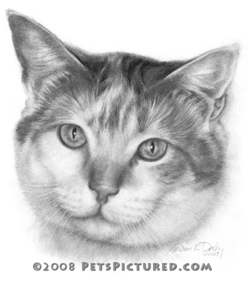 496x567 Mallory, Calico Cat - Calico Cat Drawing