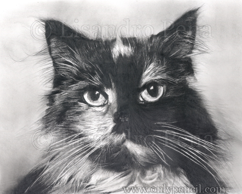 498x400 Calico Cat - Calico Cat Drawing
