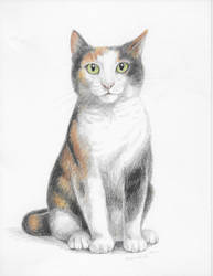 193x250 Calico Cat Drawing - Calico Cat Drawing