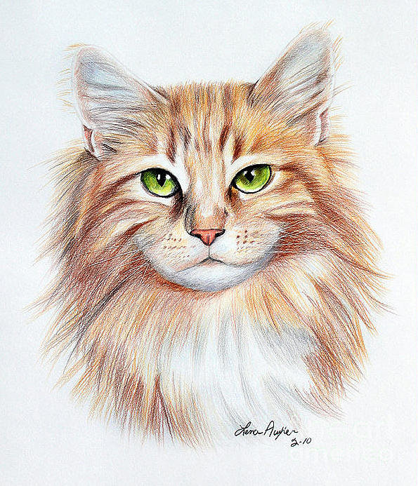 595x693 Calico Cat Poster - Calico Cat Drawing