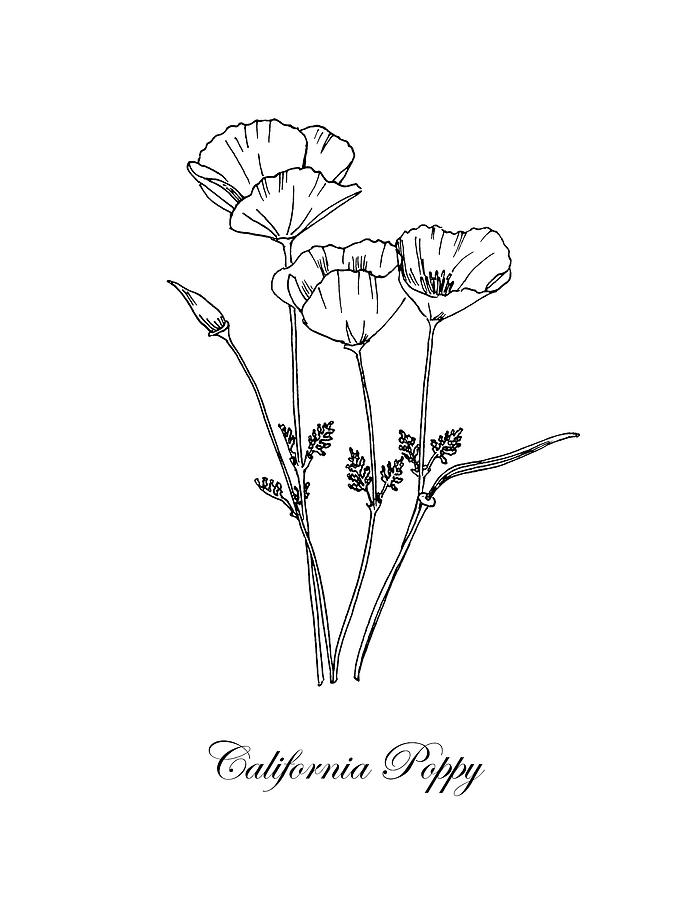 695x900 california poppy botanical drawing - California Drawing