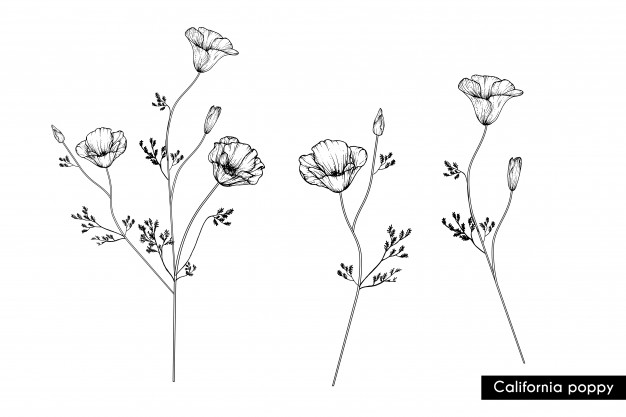 626x417 drawing california poppy flowers vector premium download - California Drawing