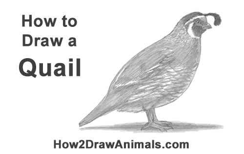 500x315 How To Draw A Quail - California Drawing