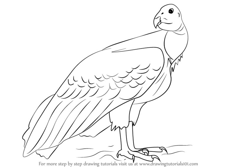 800x567 learn how to draw a california condor - California Drawing