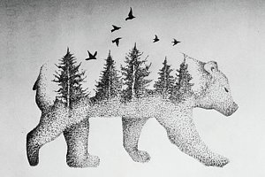 300x200 california bear drawings fine art america - California Drawing