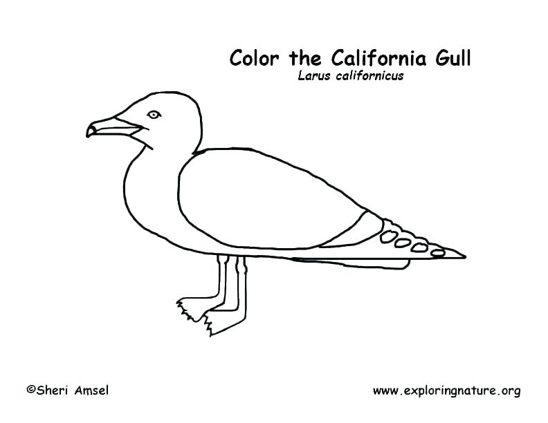 792x612 california flag coloring pages state flower coloring - California Flag Drawing