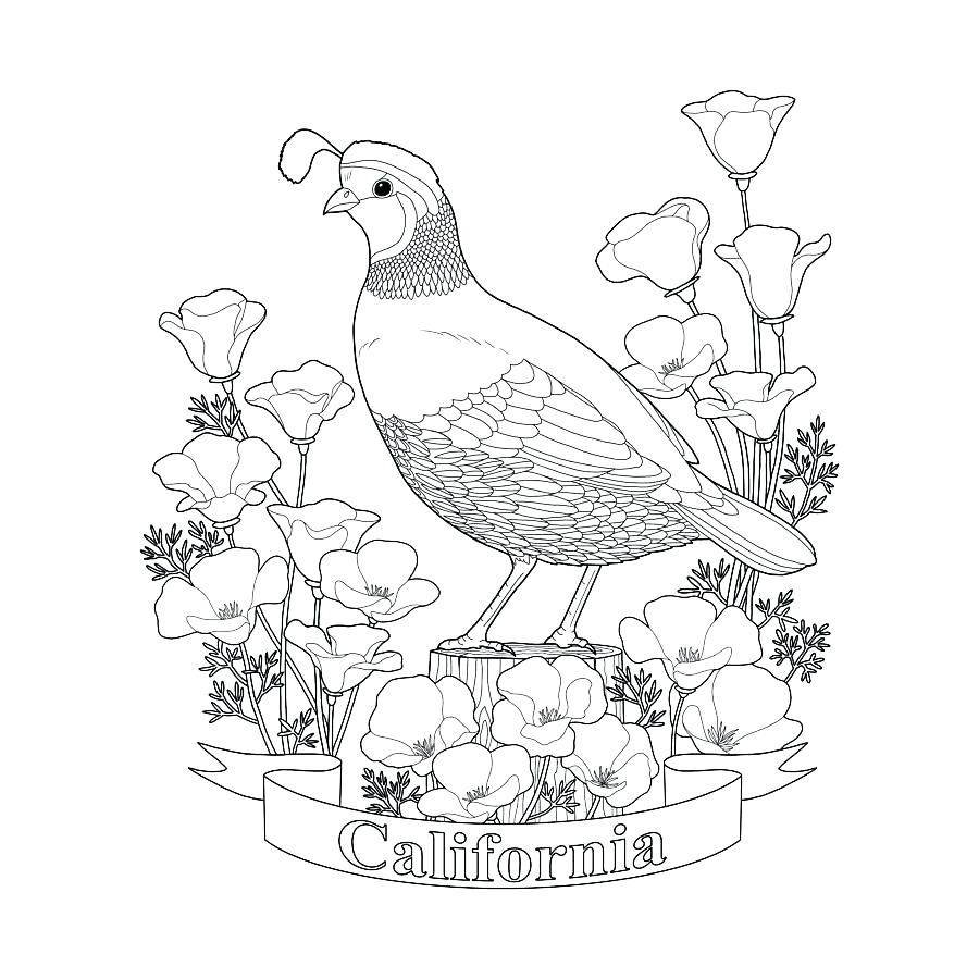 900x900 California Flag Coloring - California Flag Drawing