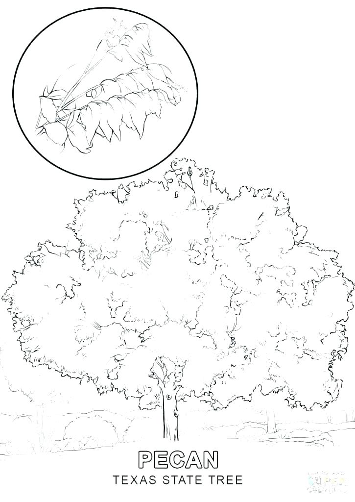 725x1024 California Flag Coloring Pages Hollymooneyhan Club - California Flag Drawing