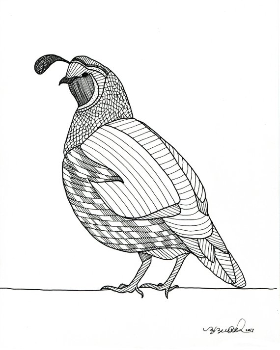 570x713 California Quail Animal Art Print Etsy - California Quail Drawing