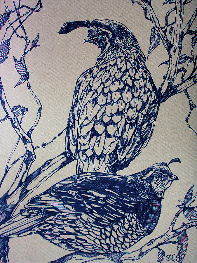 675x900 California Quail Drawing - California Quail Drawing