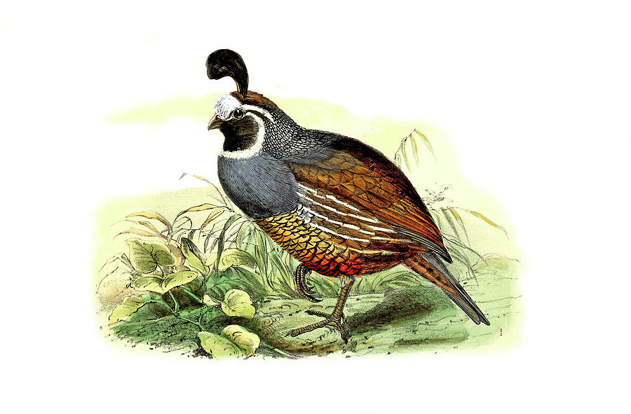 California Quail Drawing at Explore collection of