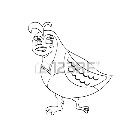 450x450 California Quail Drawing - California Quail Drawing