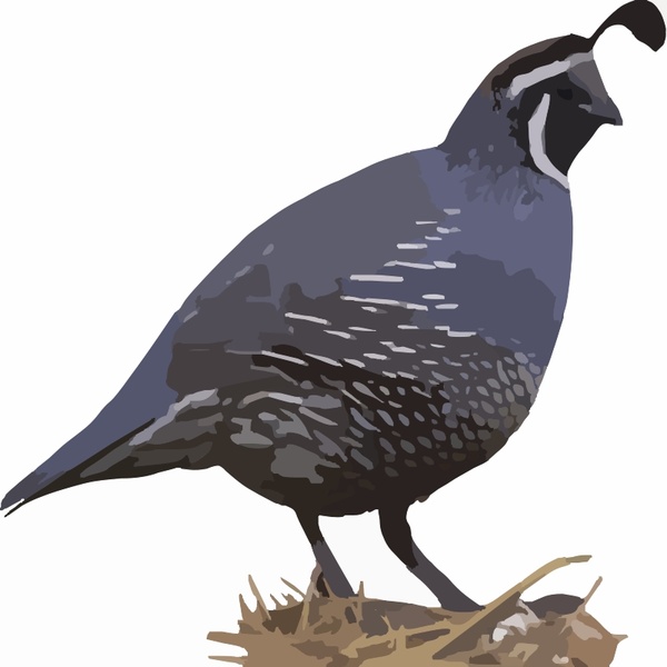 600x600 California Quail Free Vector In Open Office Drawing - California Quail Drawing