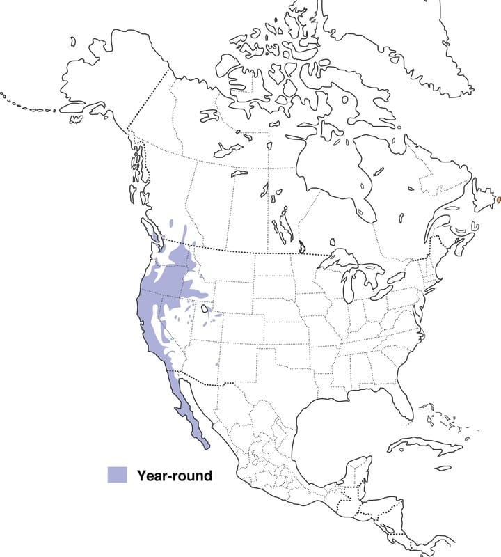 720x800 California Quail Range Map, All About Birds, Cornell Lab - California Quail Drawing