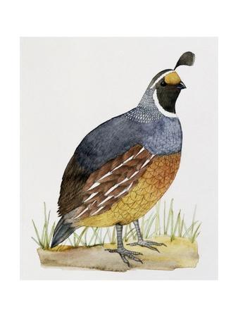 338x450 California Quail Or Valley Quail - California Quail Drawing