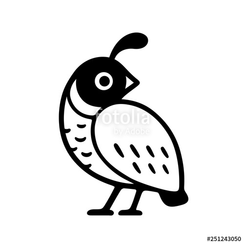 500x500 California Quail Drawing Stock Image And Royalty Free Vector - California Quail Drawing