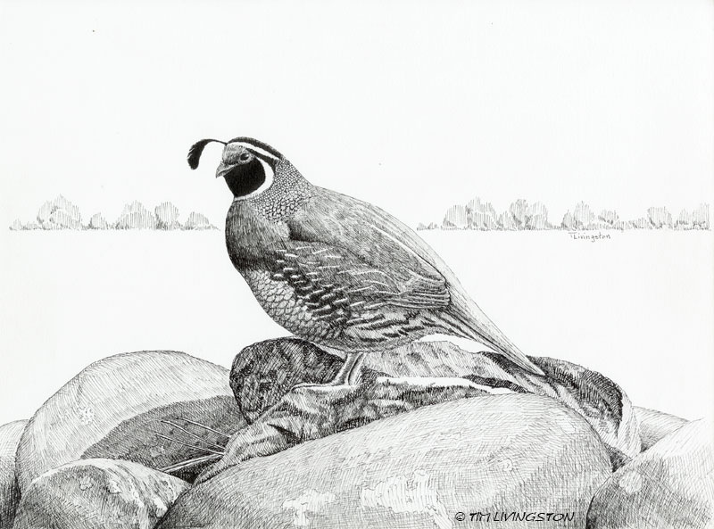 800x593 California Valley Quail The Forester Artist - California Quail Drawing