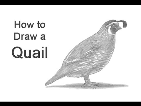 480x360 How To Draw A Quail - California Quail Drawing