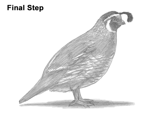 500x386 How To Draw A Quail - California Quail Drawing