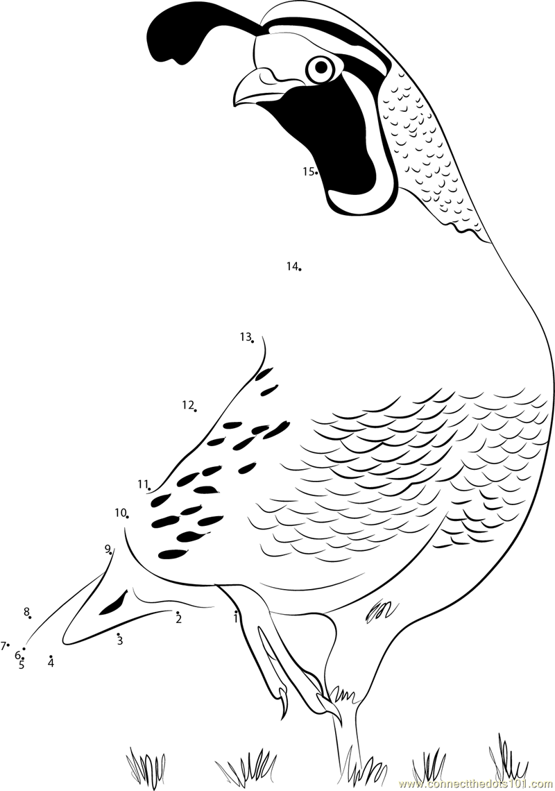 800x1140 adult california quail dot to dot printable worksheet - California Quail Drawing