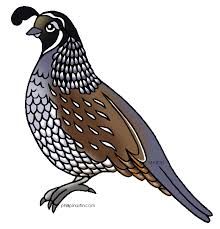 220x229 Image Result For California Quail Drawing An Excuse To Draw - California Quail Drawing
