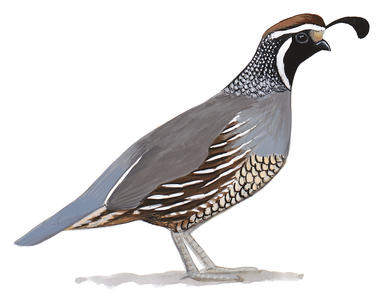 386x301 new world quail audubon - California Quail Drawing