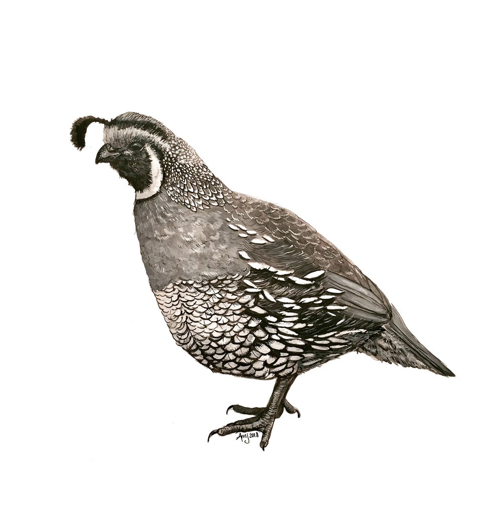 California Quail Drawing at Explore collection of