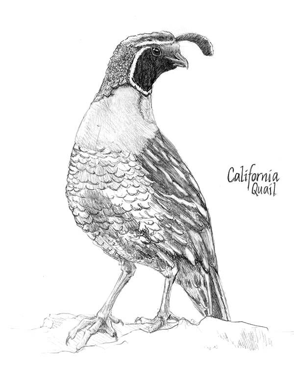 600x788 Quail, Beautiful California Valley Quail Coloring - California Quail Drawing