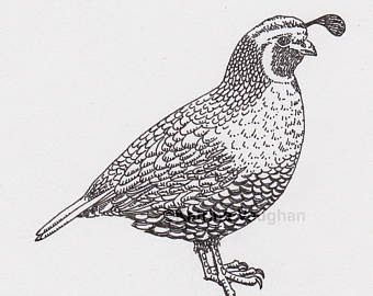 340x270 Quail Drawing Etsy - California Quail Drawing