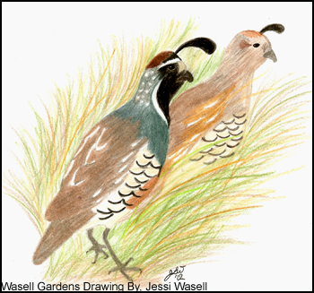 350x327 Wasell Gardens In Scope - California Quail Drawing