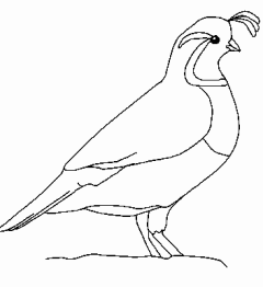240x262 California Quail Outline - California Quail Drawing