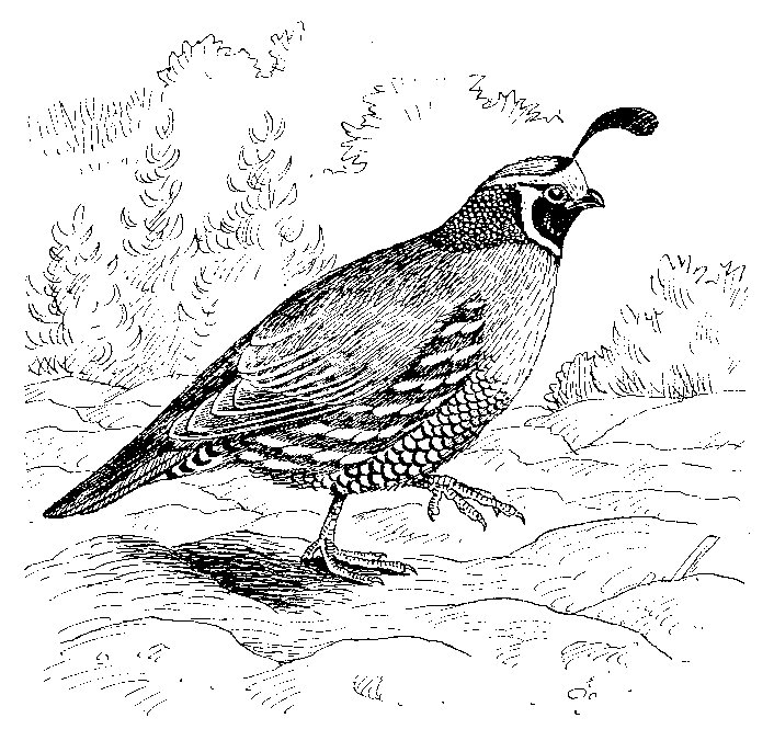 California Quail Drawing at Explore collection of