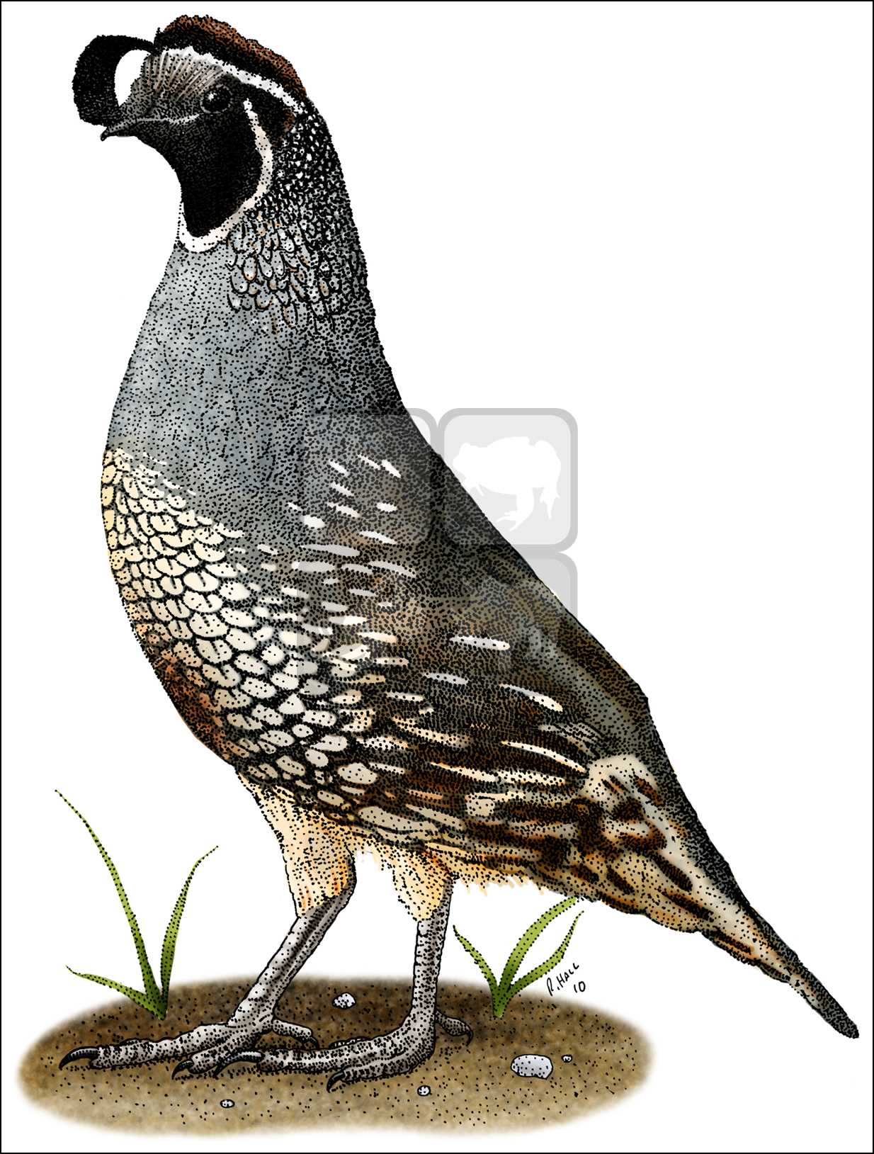 California Quail Drawing at Explore collection of