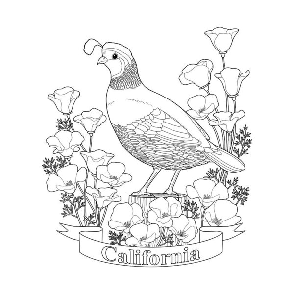 600x600 california state bird and flower coloring - California State Drawing