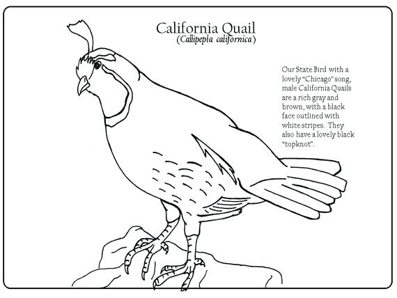 570x428 california state bird drawing best robins images on robin robins - California State Drawing