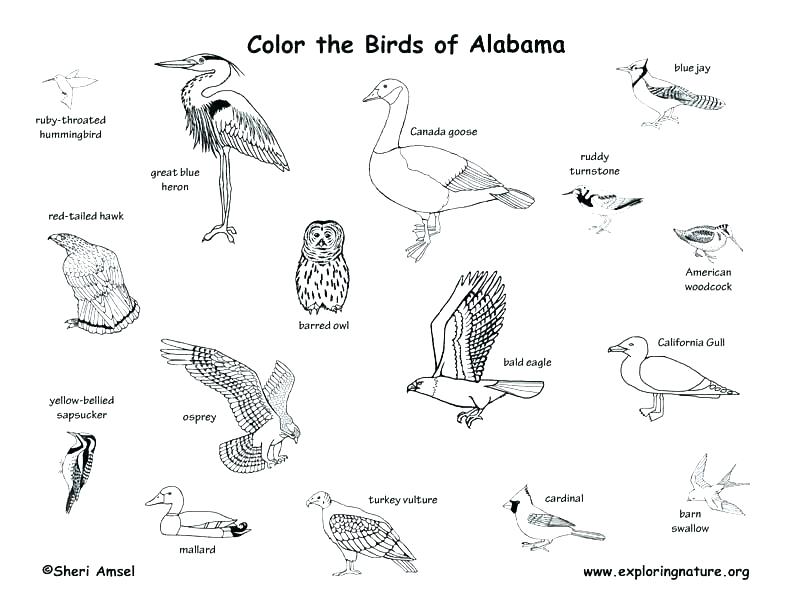 792x612 california state bird drawing draw the state bird worksheets - California State Drawing