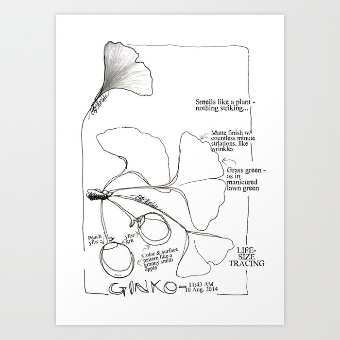 700x700 a ginko upon closer inspection a pen and ink drawing - California State Drawing