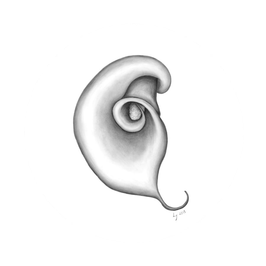900x900 calla lily drawing - Calla Lily Drawing