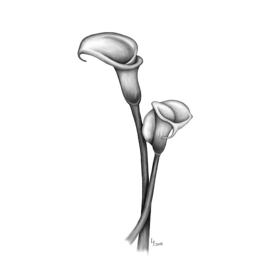 900x900 calla lily pair drawing - Calla Lily Drawing