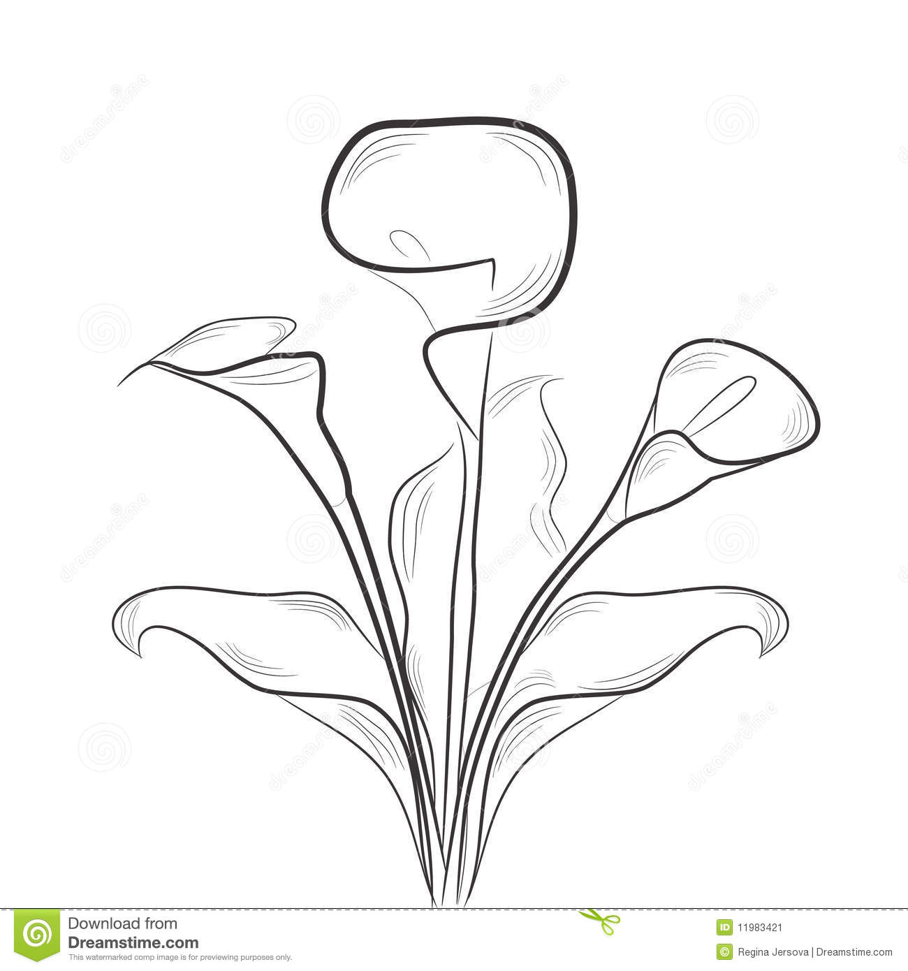1300x1390 calla lily drawing - Calla Lily Drawing