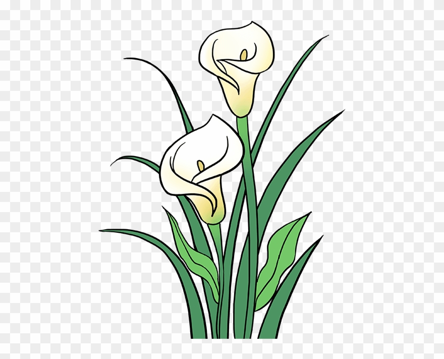 880x711 how to draw calla lily - Calla Lily Drawing