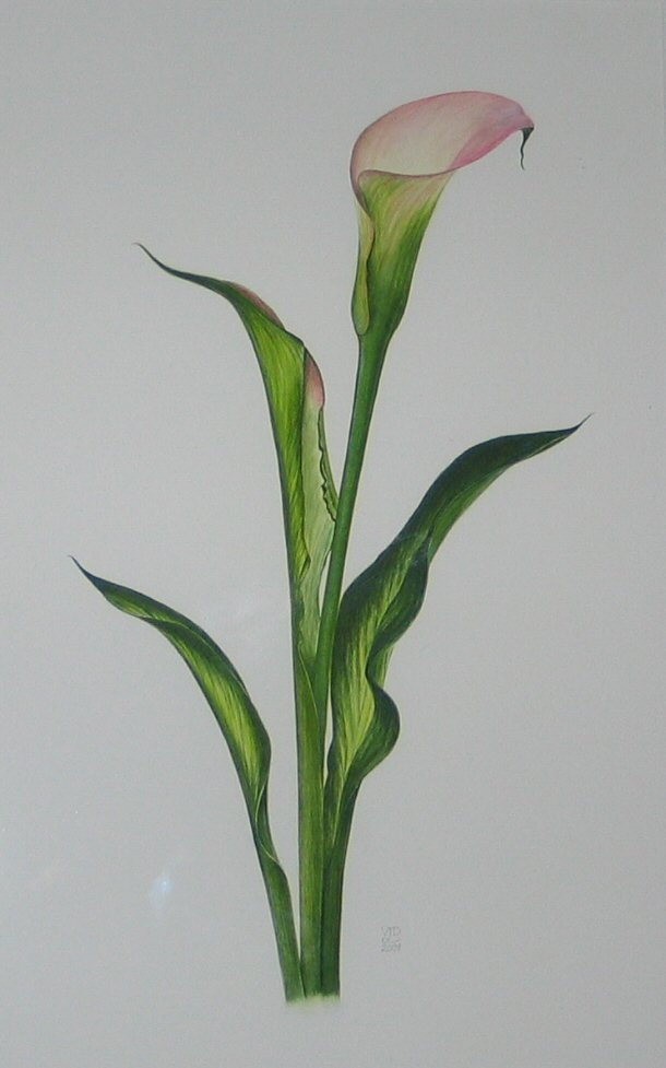 610x977 Valerie Dugan - Calla Lily Drawing