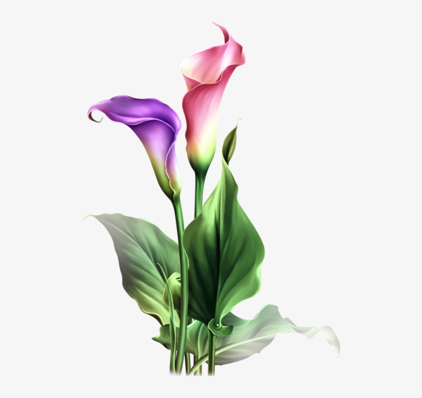 820x774 watercolor flowers, drawing flowers, art flowers, botanical - Calla Lily Drawing