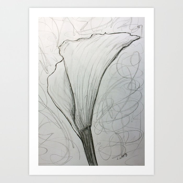 700x700 white calla lily drawing art print - Calla Lily Drawing