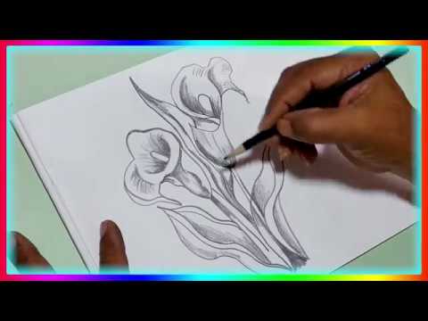480x360 white calla lily flower drawing how to draw realistic daily art - Calla Lily Drawing