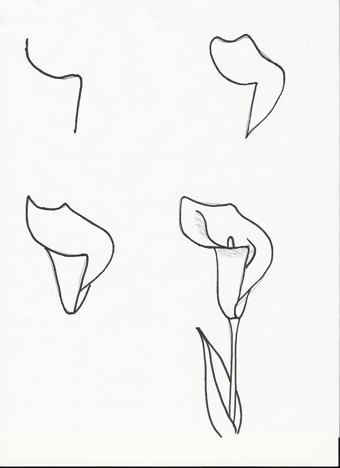 1163x1600 calla lily art class ideas - Calla Lily Drawing