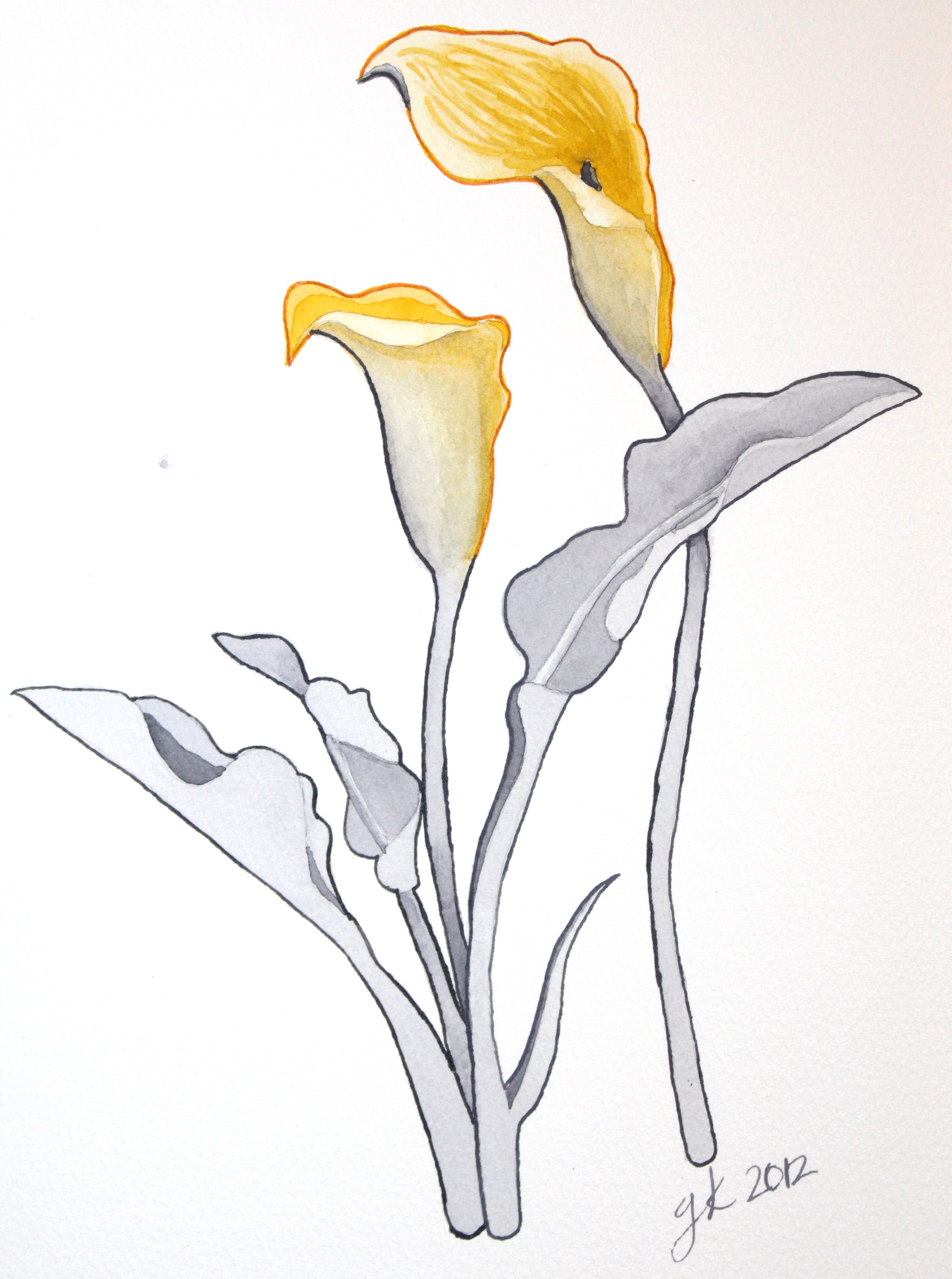 2929x3933 calla lily drawing pic drawing skill - Calla Lily Drawing